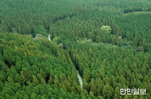 편백나무_전남 장성 축령산