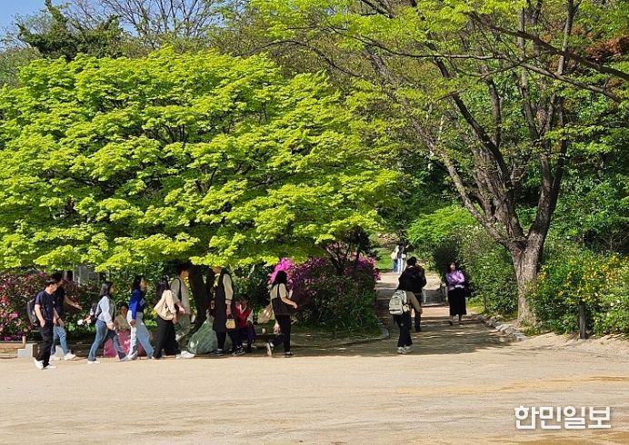 창경궁궐숲 나무 그늘을 즐기는 시민들