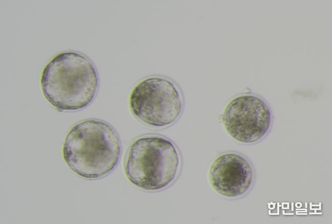 저지종 젖소 수정란