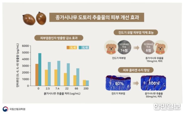 종가시나무 도토리 추출물의 피부 개선 효과