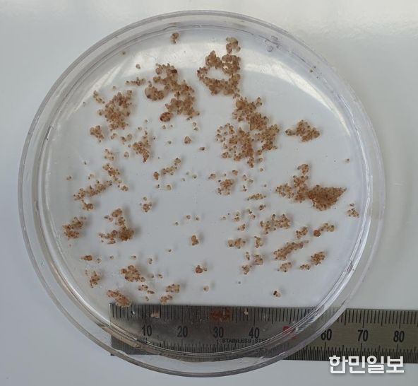 바지락 수하식 대량양산 연구