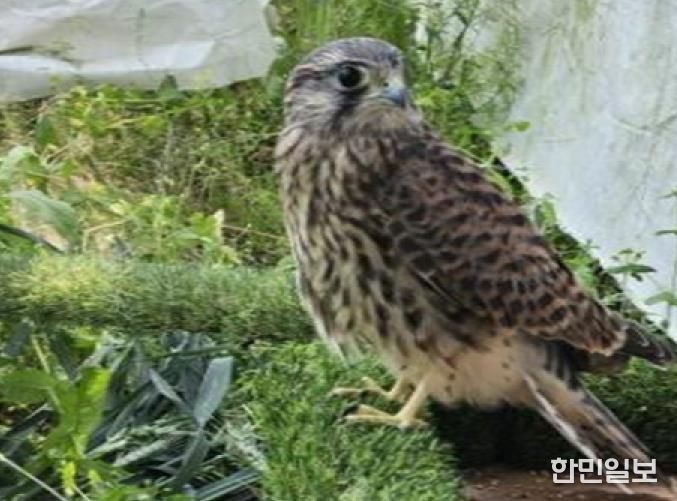 세종시, 구조치료 완료한 천연기념물 황조롱이 자연 방생
