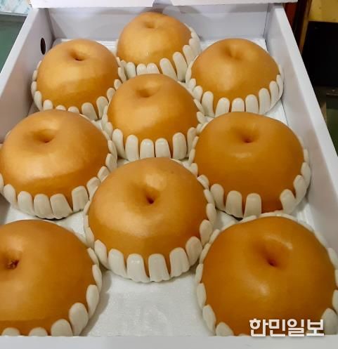 전국 최고 품질을 자랑하는 순천 낙안배, 본격 출하 시작