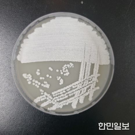 방선균 스트렙토마이세스 카나마이세티쿠스의 고체배지 배양 사진