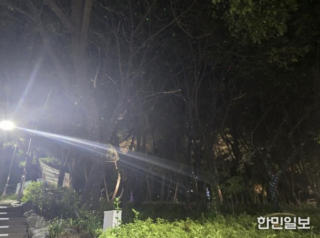 시흥시 정왕4동, '빛의 산책로' 반딧불 조명 새롭게 밝혀