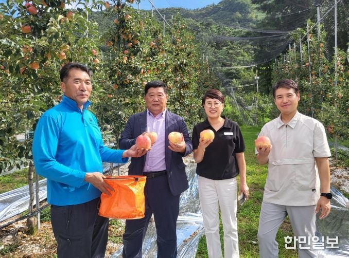 순천시, 조생종 사과 ‘홍로’ 수확 한창