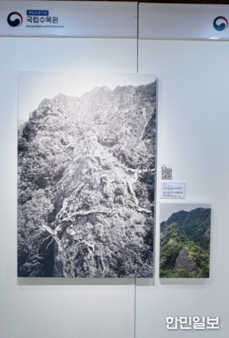 특별사진전 QR 도슨트 서비스 현장 모습