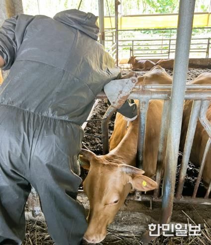 장성군, 구제역 피해 ‘제로(0)화’ 팔 걷었다