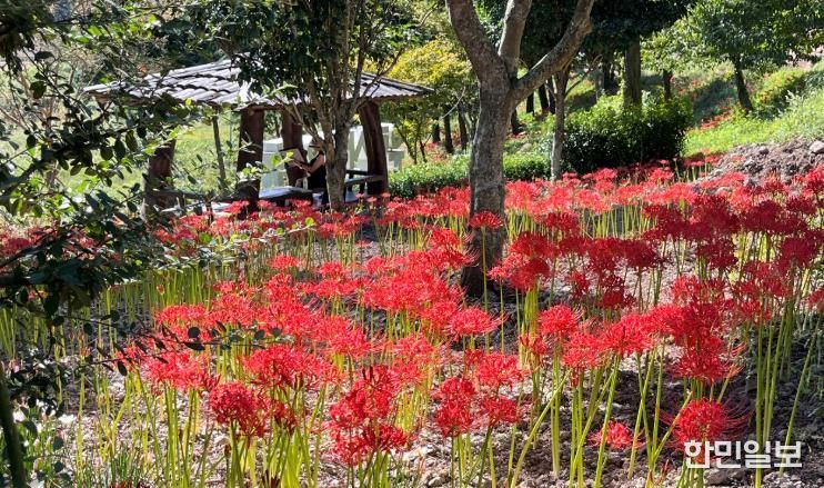 진도군, ‘운림산림욕장 꽃무릇’ 개화