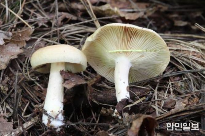 가을철 발생 빈도 높은 대표 독버섯 '노란젖버섯(Lactarius chrysorrheus Fr.)'