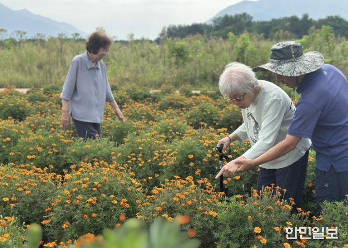 16일 당정근린공원에서 영락경로원 치매 어르신들이 활짝 핀 메리골드를 보며 자연을 느끼고 있다.