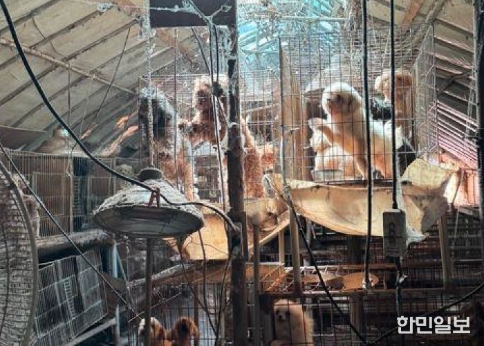 미용 실습 사육견 58마리 구조·보호조치 완료