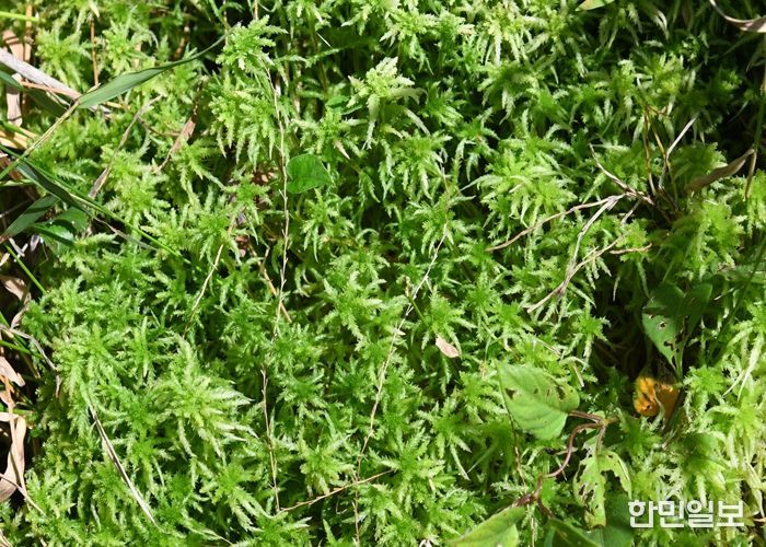 물이끼(촬영: 거금도)