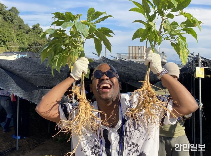 인삼캐기 체험 모습