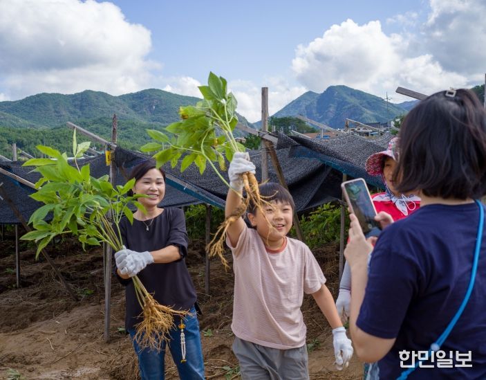 제43회 금산세계인삼축제 인삼캐기 체험