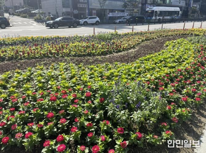 용인특례시 처인구는 주요 지역에 추석맞이 가을꽃길을 조성했다