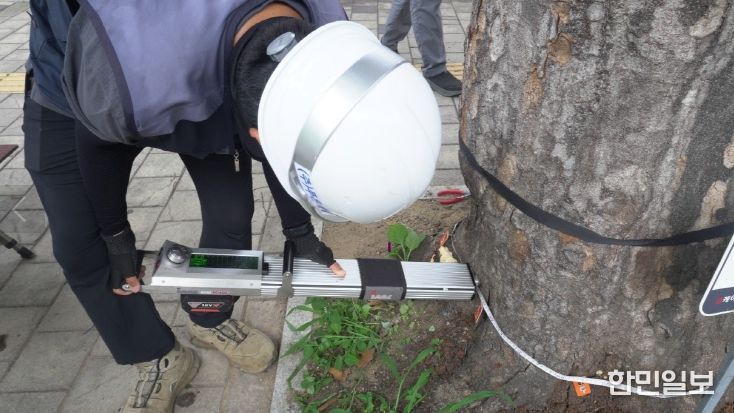 가로수 안전진단 통해 위험 가로수 사전 제거