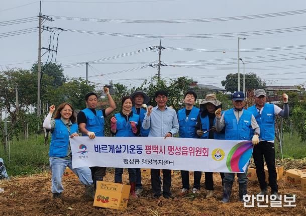 바르게살기운동 평택시 팽성읍 위원회, 고구마 수확 행사