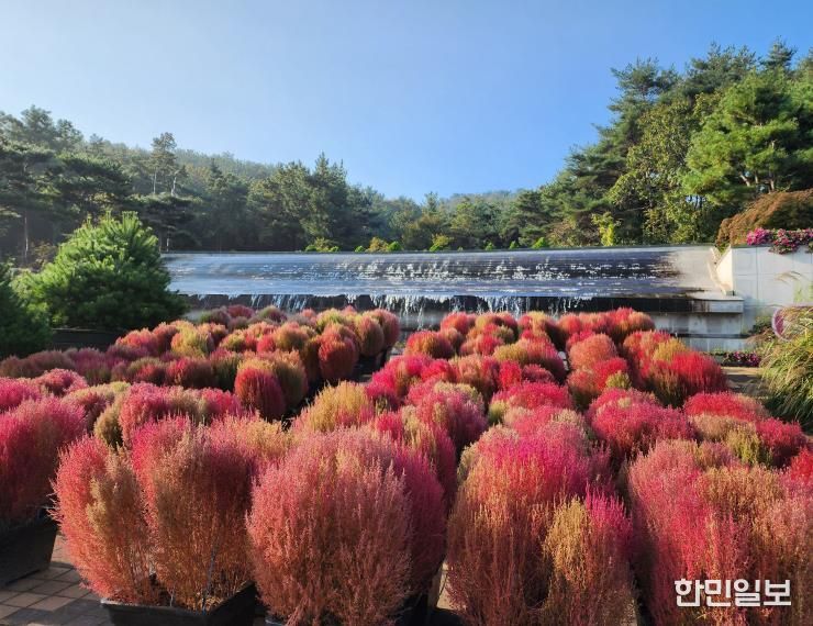 벽천의 가을 댑싸리