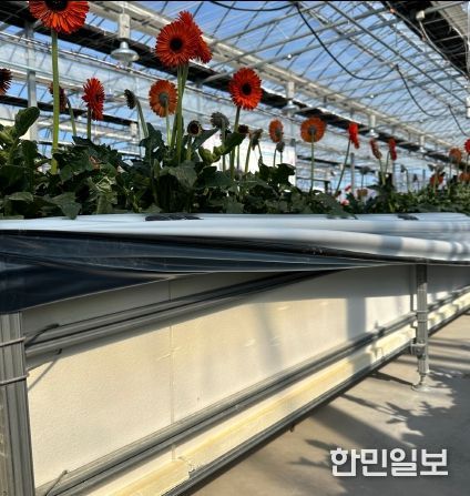 거베라 스마트팜 수경재배 베드규격(35cm)