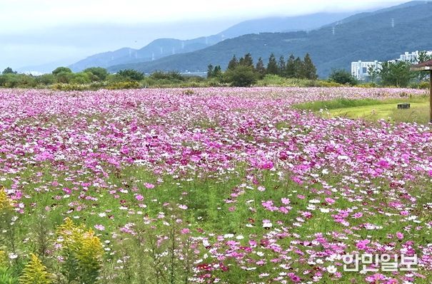 가을바람 따라 출렁이는 분홍빛 향연,