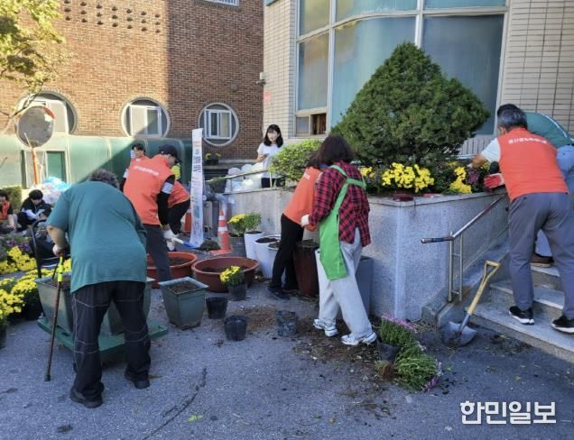 고양시 풍산동, 가을맞이 국화꽃 식재