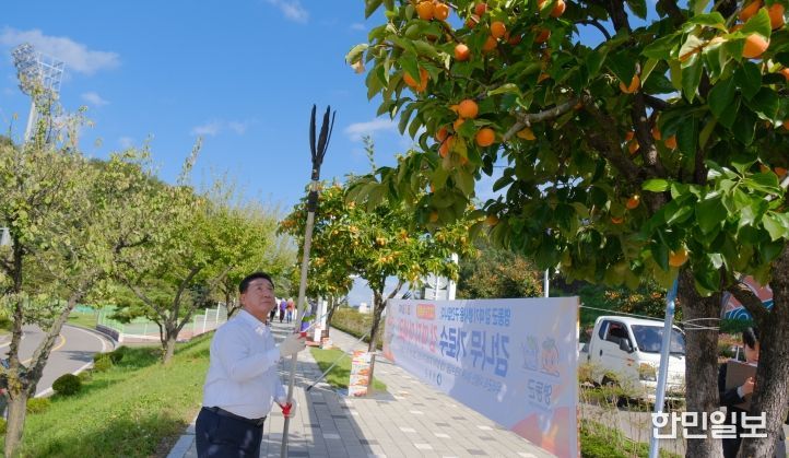영동, 풍요로운 가을 정취 가득한 ‘감 따기 행사’ 열려