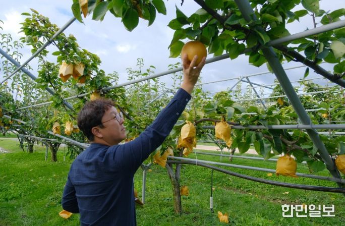 ‘영동 백년배’ 과일나라테마공원에서 황금빛 결실