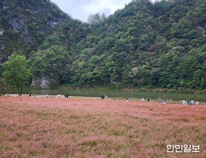 영월군 제6회 동강붉은메밀꽃축제