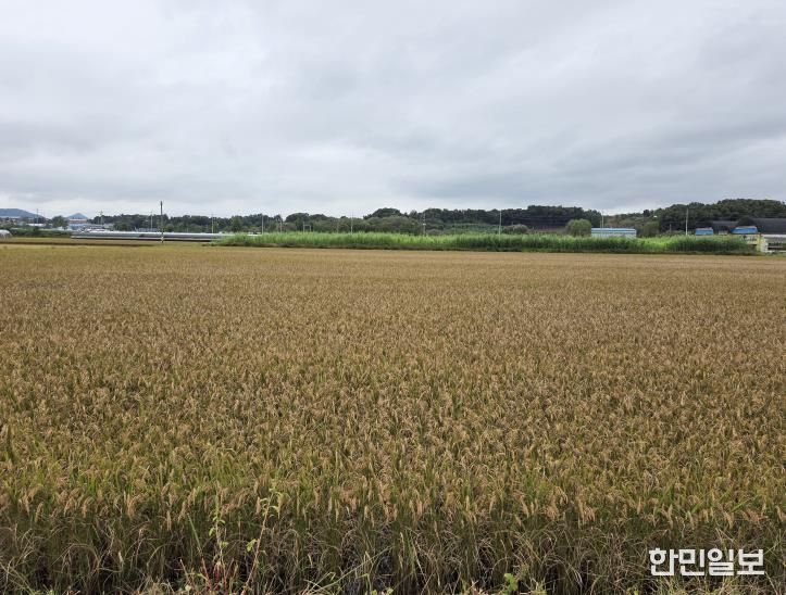 세종시, 벼 깨씨무늬병 피해 조사 실시