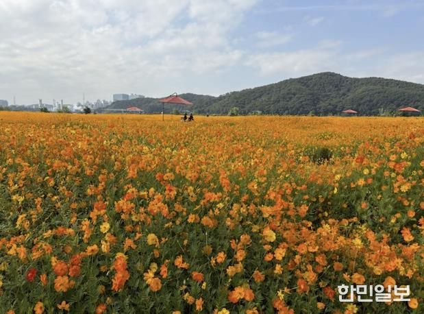 용인특례시는 기흥호수공원에 황화코스모스 경관단지를 조성했다