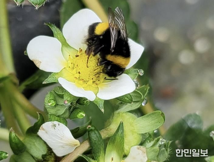 딸기 뒤영벌 투입