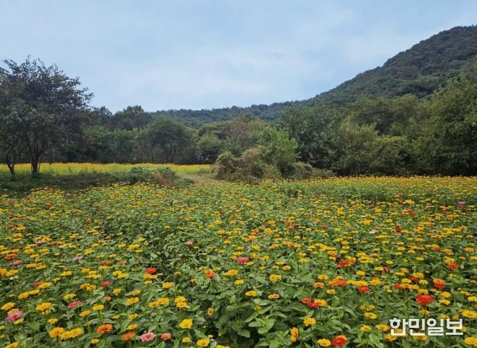 백일홍으로 물든 청주 상당산성, 꽃길 걸으러 오세요!