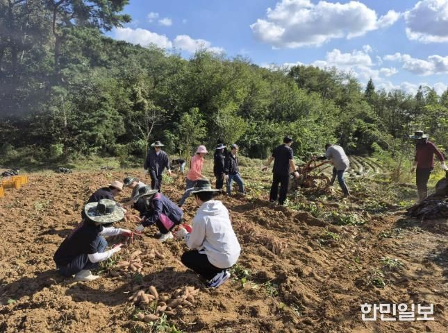 홍성군, 고구마 수확농가 일손 도와