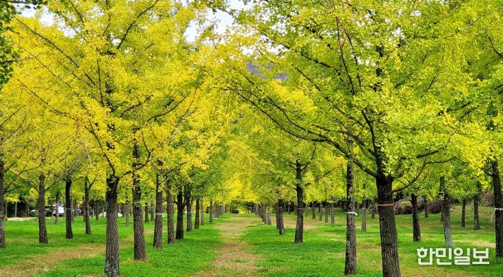 단풍과 축제가 어우러진 홍천의 가을