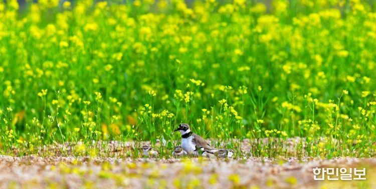(양양생태사진연구회) 꼬마물떼새_선종용