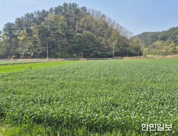 울진군, 맥류 종자 적기 파종 지도