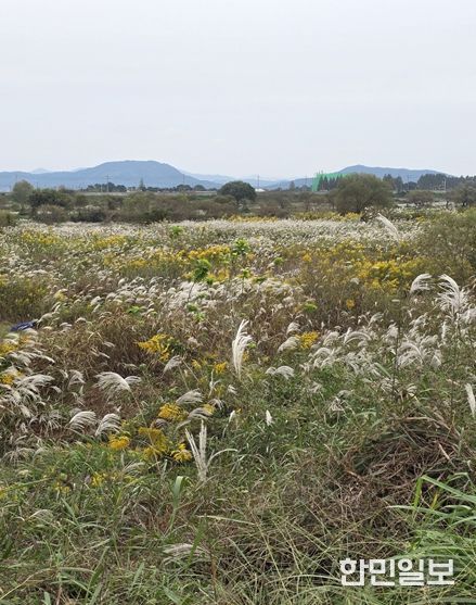 장록습지 내 개화 중인 양미역취