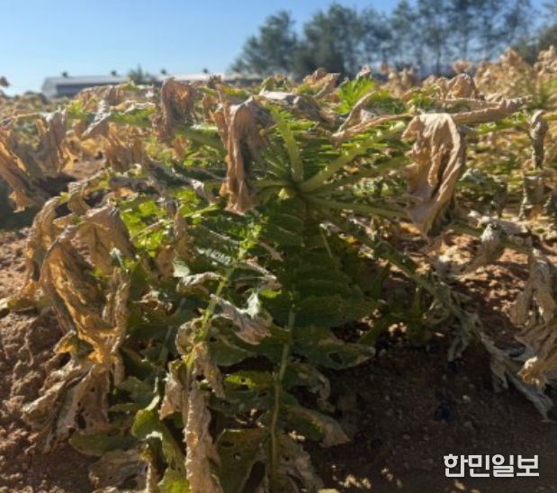 식물(무) 갈변 사진