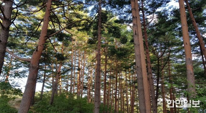 울진금강송 산지농업, FAO 세계중요농업유산 인증서 수여