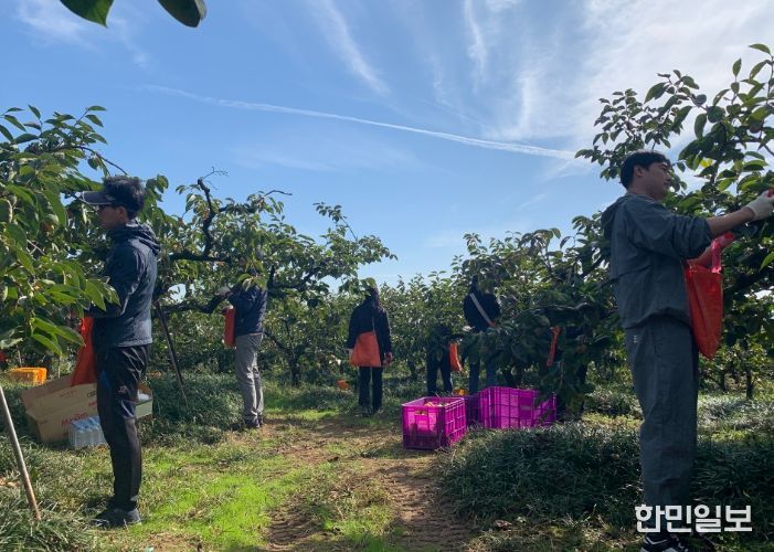스마트농업과 단감 수확 일손돕기
