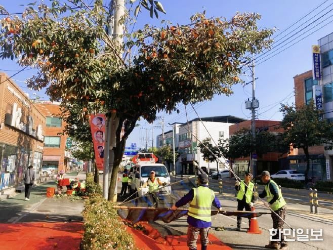 곶감의 고장 상주, 둥시 가로수 감 풍년 수확 '한창'