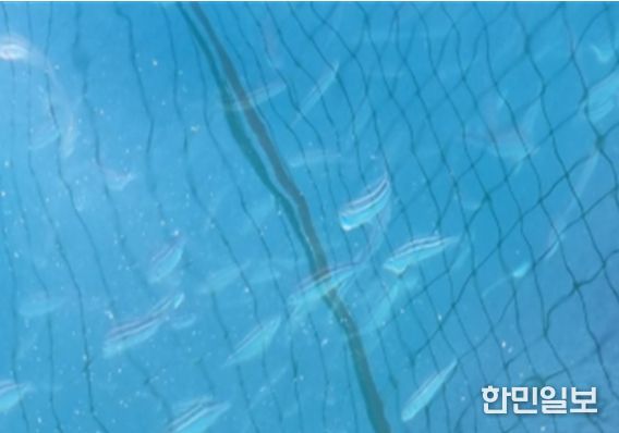 벤자리 시험양식 해상가두리(삼산면 거문도)