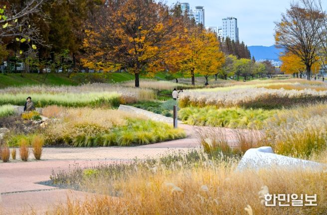 태화강그라스정원, 가을빛을 머금다