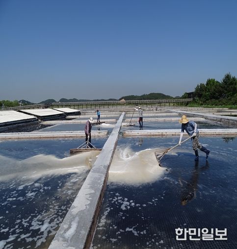 천일염 채취
