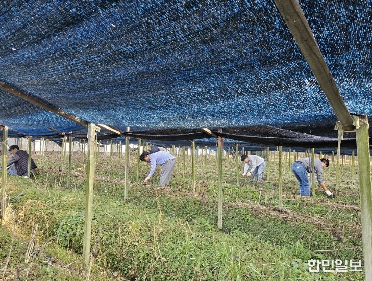 금산군청 맑은물관리과 가을철 농촌일손돕기 모습