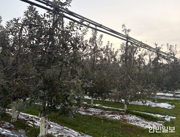 농기원, 내년 품질 향상 위해 시비·관수·동해예방 철저 당부