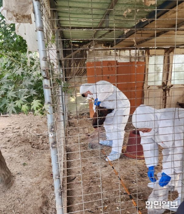 닭 시료를 채취하는 모습