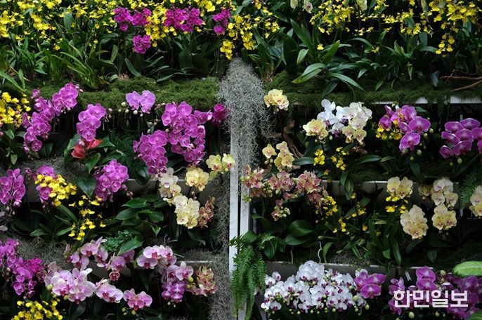 열대관 난초 전시 '오늘, 난(蘭)'