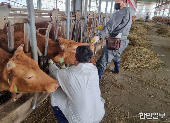 함안군, 송아지 럼피스킨 백신접종 추진(4차)-채혈사진